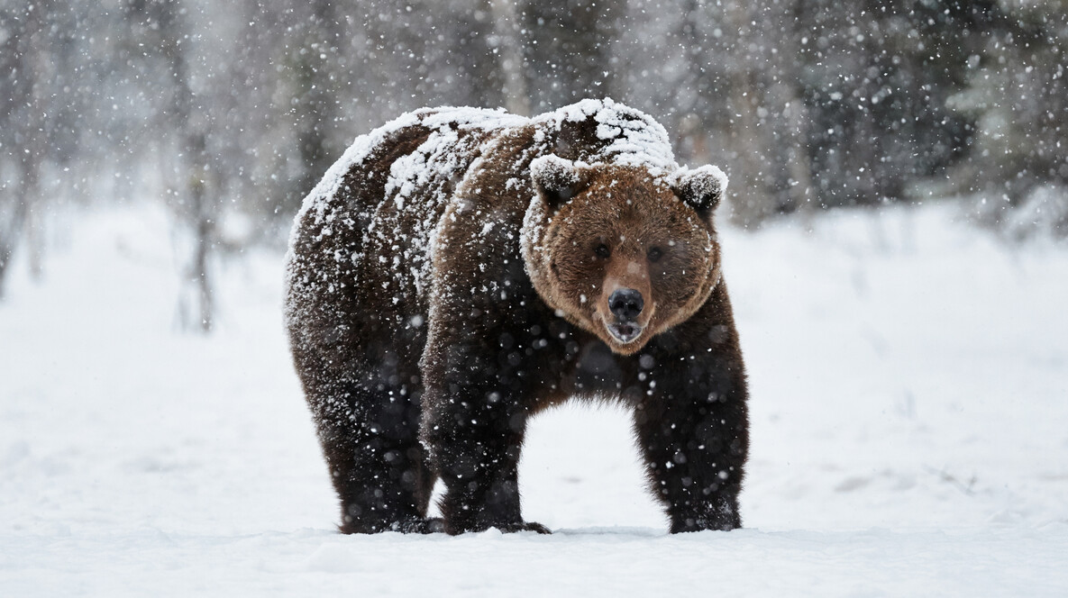 Індивідуальна екскурсія до ведмежого притулку Подарунки мамі на 45 років у Львові - Індивідуальна екскурсія до ведмежого притулку