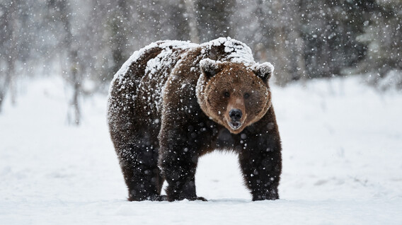 Індивідуальна екскурсія до ведмежого притулку Подарунки чоловікові на 39 років у Львові - Індивідуальна екскурсія до ведмежого притулку