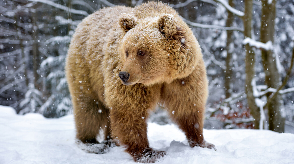 Экскурсия в медвежий приют с завтраком Подарки мальчику на 6 лет во Львове - Экскурсия в медвежий приют с завтраком