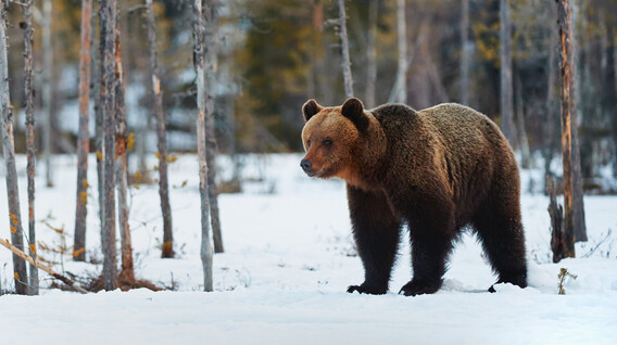 Екскурсія до ведмежого притулку зі сніданком для компанії Екскурсії та тури у Львові - Екскурсія до ведмежого притулку зі сніданком для компанії