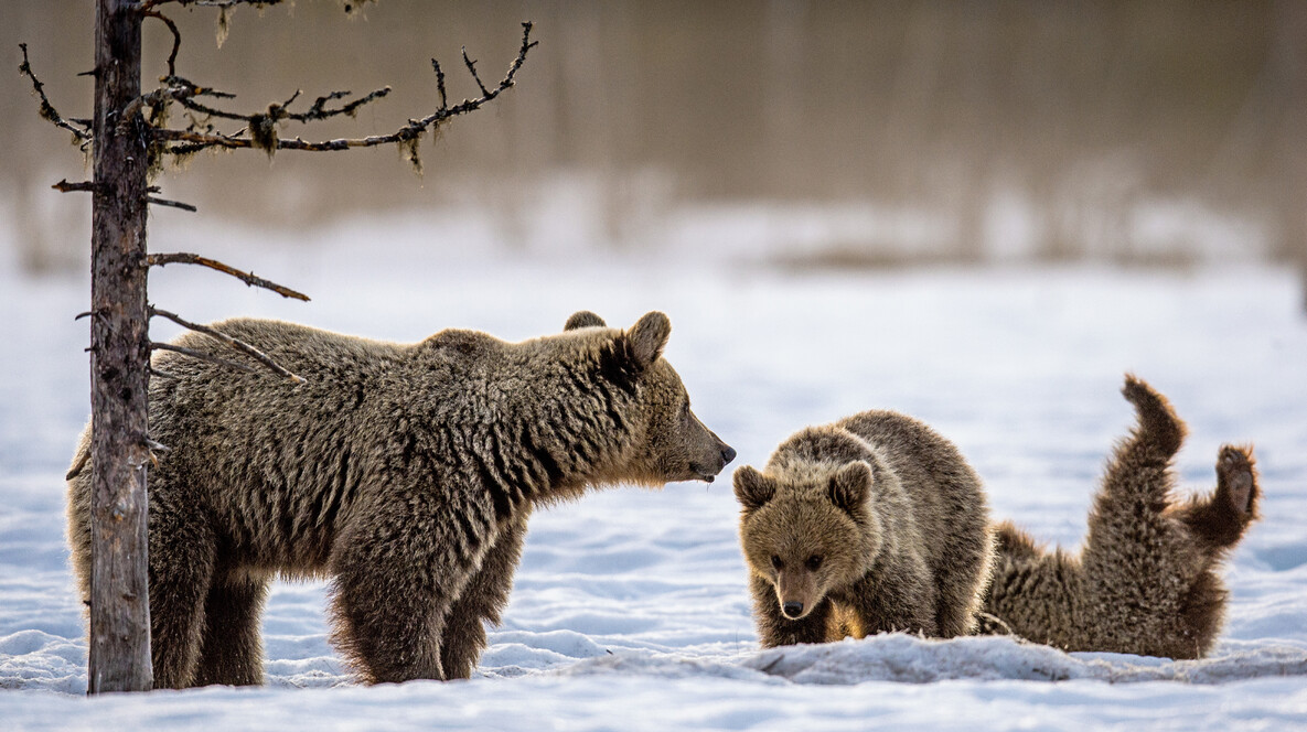 Екскурсія до ведмежого притулку зі сніданком для компанії Подарунки подрузі на 31 рік у Львові - Екскурсія до ведмежого притулку зі сніданком для компанії