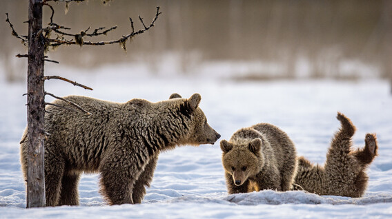 Екскурсія до ведмежого притулку зі сніданком для компанії Подарунки мамі на 45 років у Львові - Екскурсія до ведмежого притулку зі сніданком для компанії