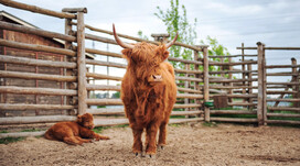 Зоопарк «12 місяців» Зоопарк «12 місяців»