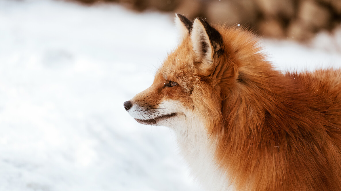 Зоопарк «12 місяців» Подарунки синові на 35 років - Зоопарк «12 місяців»