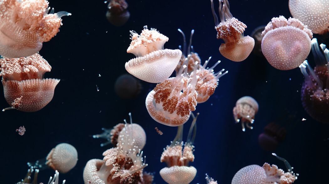 Фото - Враження від провайдера Музей медуз