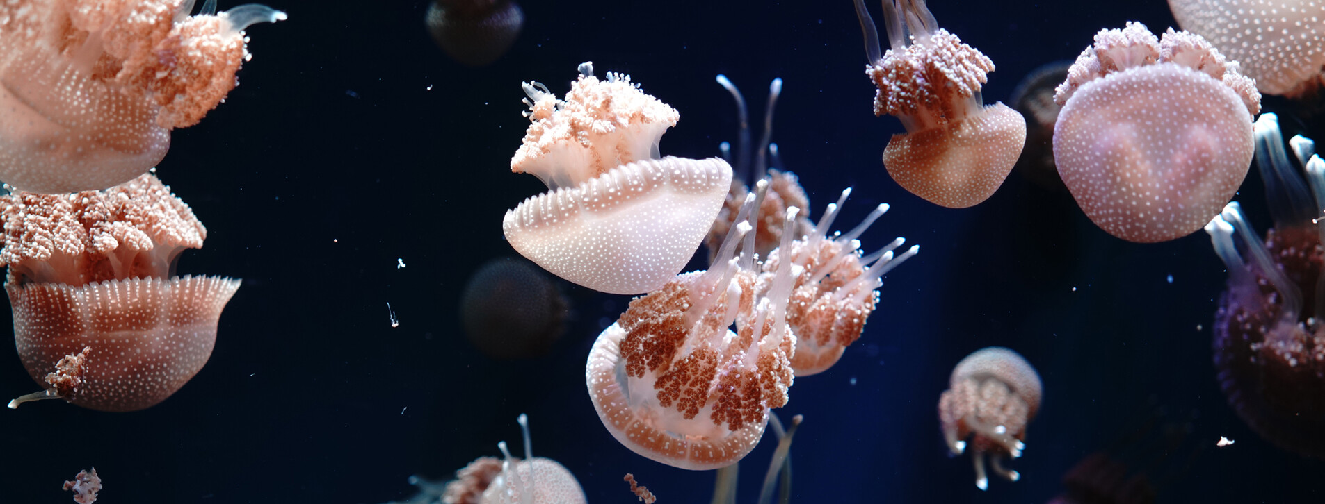 Фото 1 - Музей медуз для двох