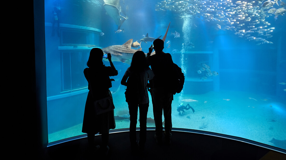 Океанаріум для компанії Сюрприз дружині в Харкові - Океанаріум для компанії