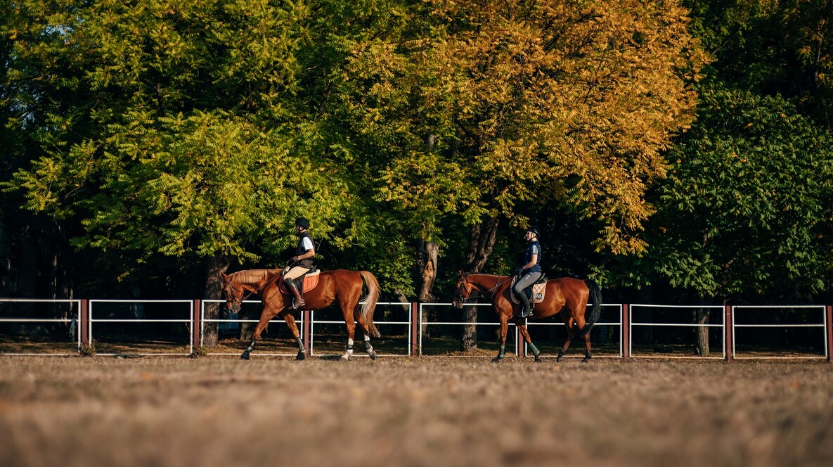 Урок верхової їзди Подарунки чоловіку сестри в Івано-Франківську - Урок верхової їзди