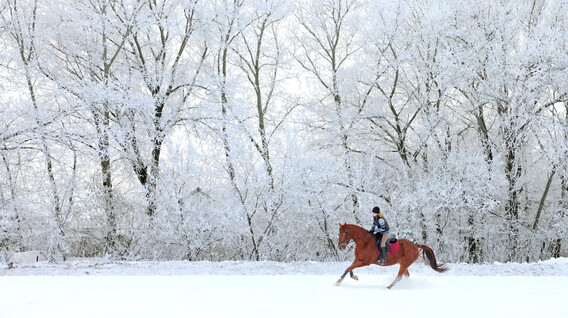Курс верхової їзди Подарунки другу на 50 років в Івано-Франківську - Курс верхової їзди