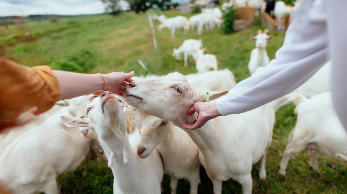 Екскурсія на екоферму з дегустацією для компанії Корпоративні подарунки на Новий Рік в Івано-Франківську - Екскурсія на екоферму з дегустацією для компанії