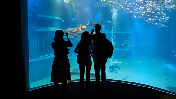 Океанаріум для компанії Захоплення та хобі для хлопців в Одесі - Океанаріум для компанії