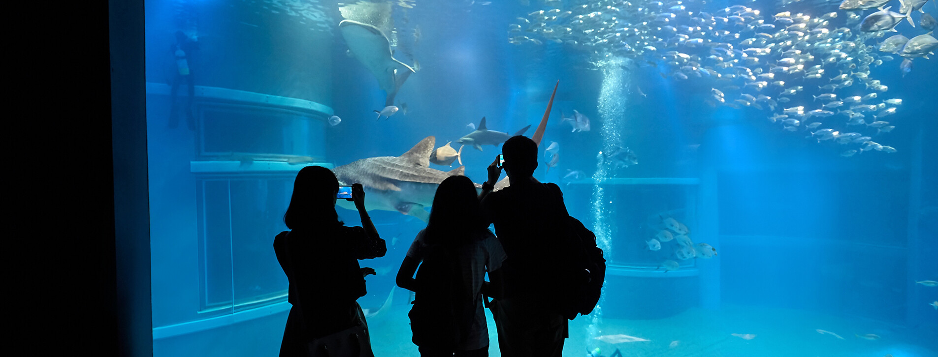 Фото 1 - Океанаріум для компанії