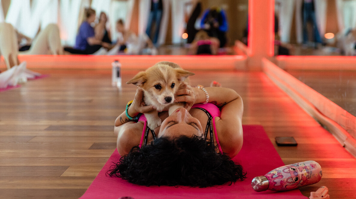 Йога з цуценятами для компанії Подарунки на 1 жовтня в Дніпрі - Йога з цуценятами для компанії