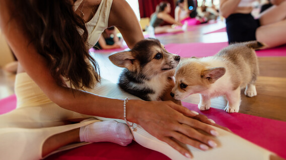 Йога с щенками для компании Подарки для мальчика в Харькове - Йога с щенками для компании