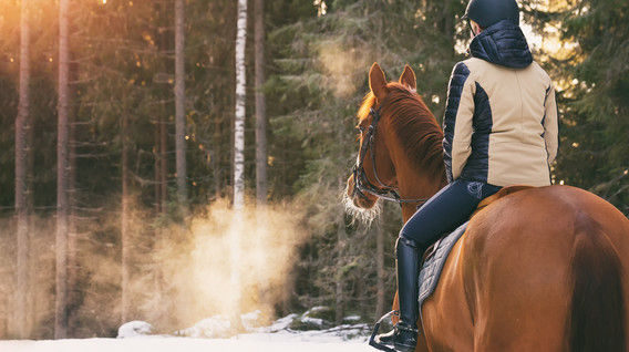 Урок верхової їзди Подарунки хлопчику на 6 грудня в Харкові - Урок верхової їзди