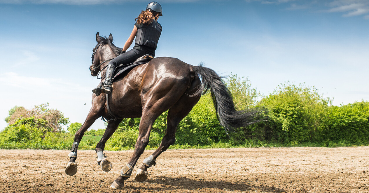 Урок верхової їзди - 7 Фото 7 - Урок верхової їзди