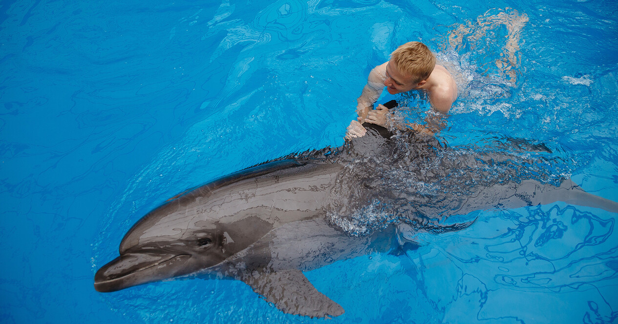 Плавання з дельфінами - 12 Фото 12 - Плавання з дельфінами