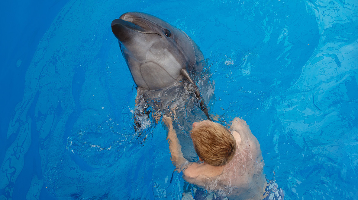 Плавання з дельфінами для двох Як відсвяткувати річницю 20 років у Харкові - Плавання з дельфінами для двох