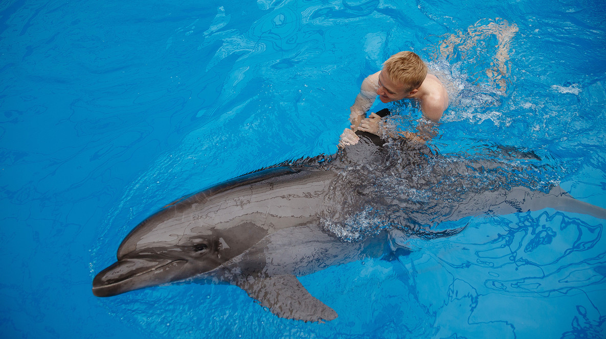 Плавання з дельфінами Дельфінарій в Одесі - Плавання з дельфінами