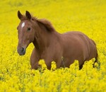 пользователь Леся