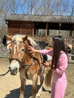 Урок верхової їзди для двох фото від покупця 2