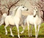 користувач Софія