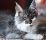 користувач Світлана