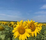 користувач Олексій