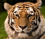 користувач Вікторія