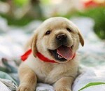 користувач Вікторія