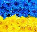 користувач Альона