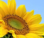користувач Юлія