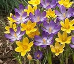 користувач Вікторія