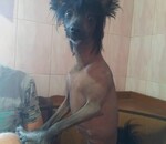 користувач Олена