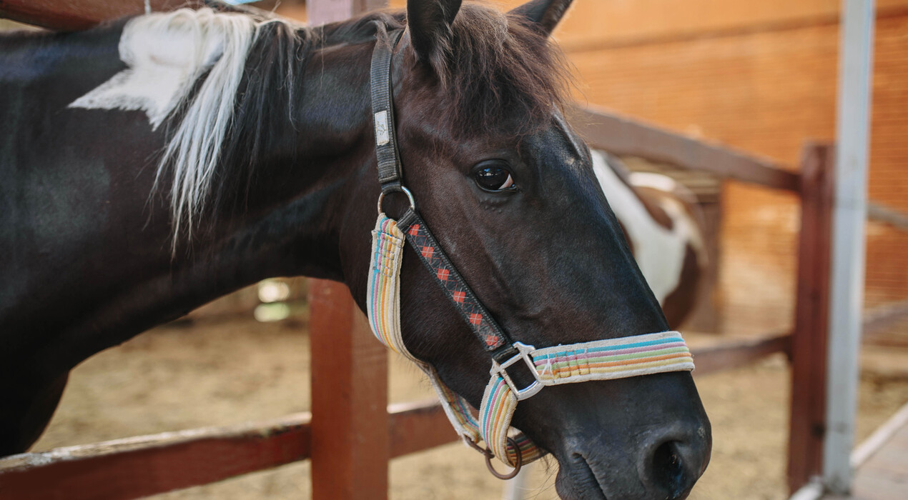 Стетсон - Конный клуб - 3 Фото 3 - Стетсон - Конный клуб