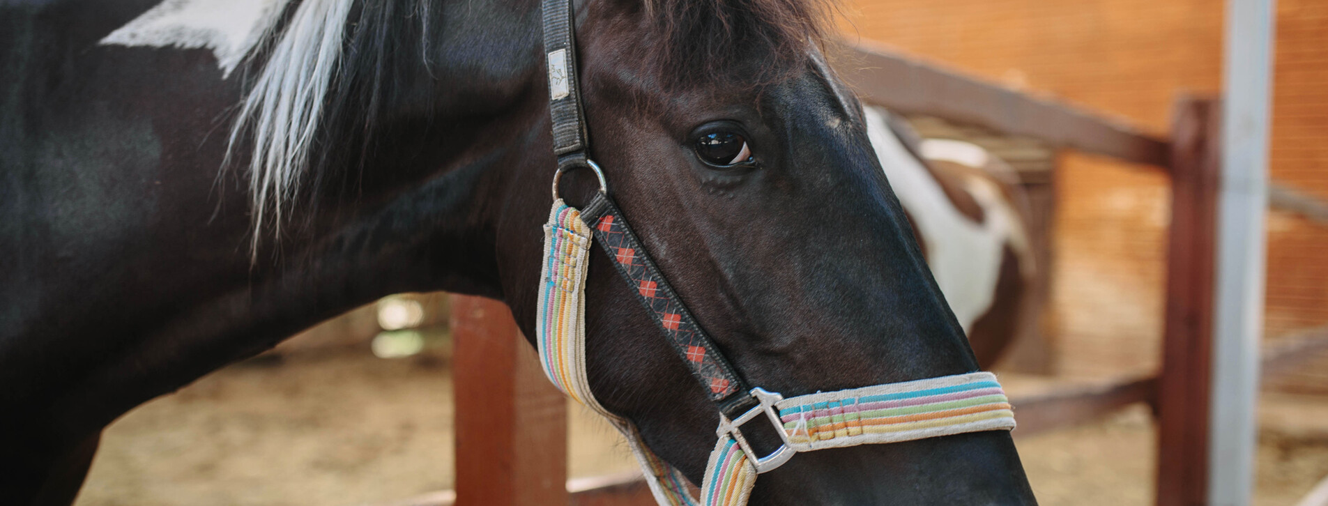Экскурсия на конюшню для компании в Одессе - 4 Фото 4 - Экскурсия на конюшню для компании