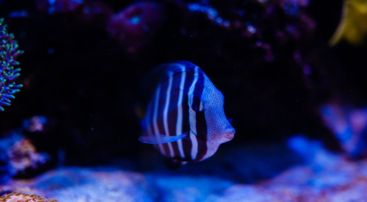 НЕМО - Дельфинарий - Одесса - 2 Фото 2 - НЕМО - Дельфинарий - Одесса