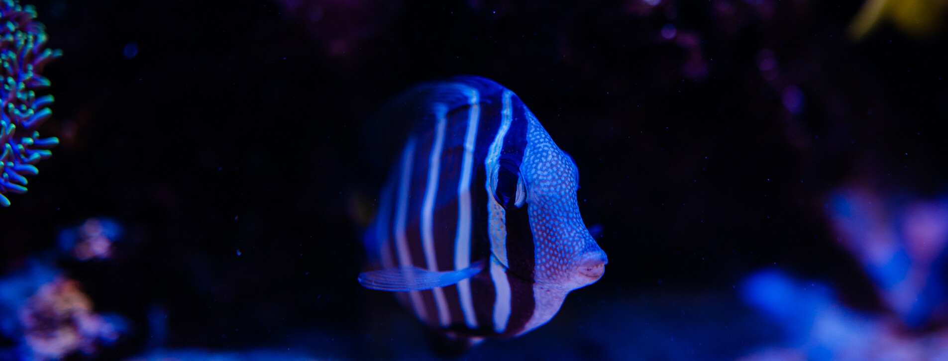 Океанариум для двоих в Одессе - 3 Фото 3 - Океанариум для двоих