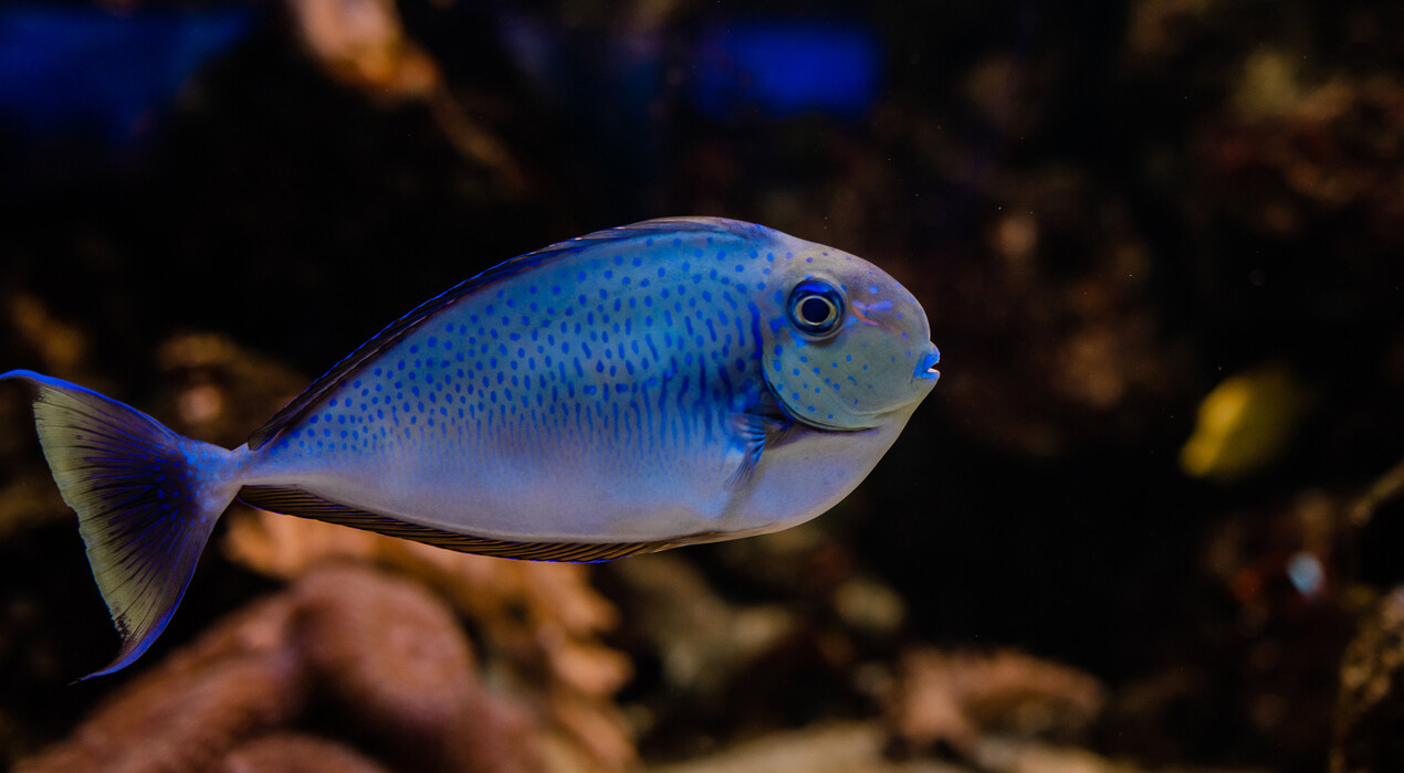 НЕМО - Дельфинарий - Одесса - 4 Фото 4 - НЕМО - Дельфинарий - Одесса