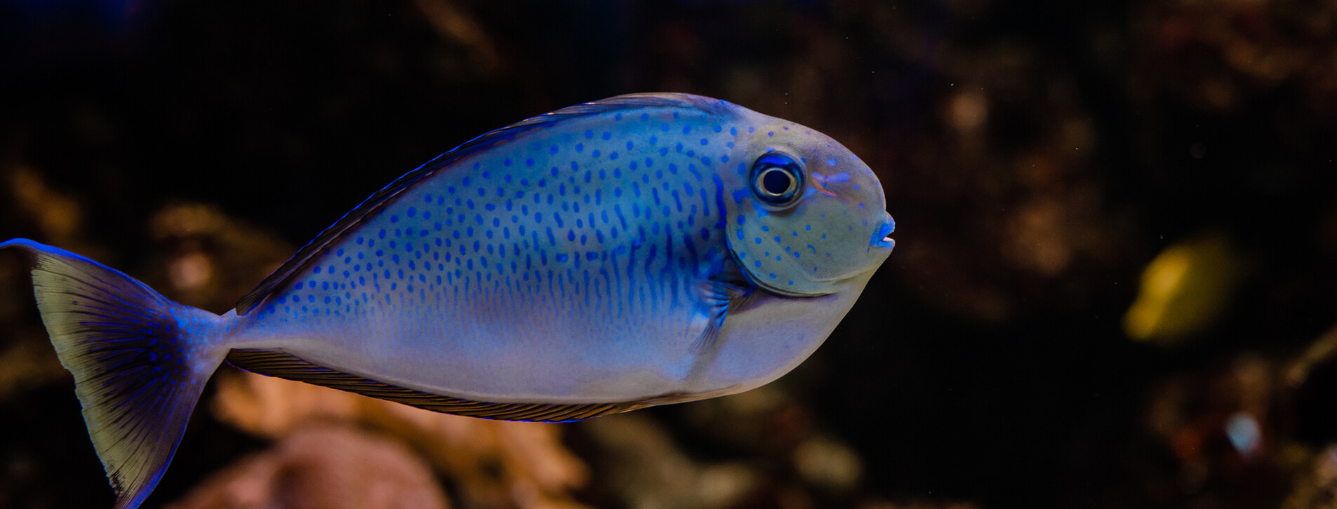 Океанариум для двоих в Одессе - 5 Фото 5 - Океанариум для двоих