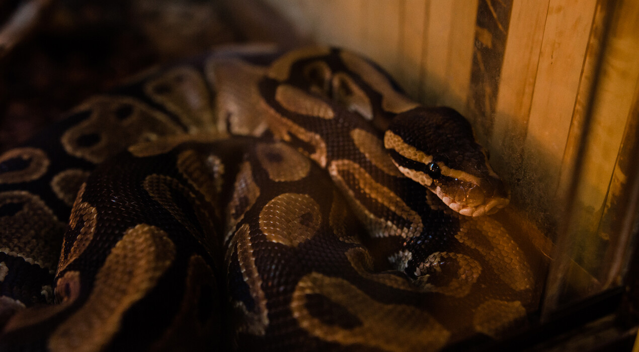 НЕМО - Дельфинарий - Одесса - 8 Фото 8 - НЕМО - Дельфинарий - Одесса