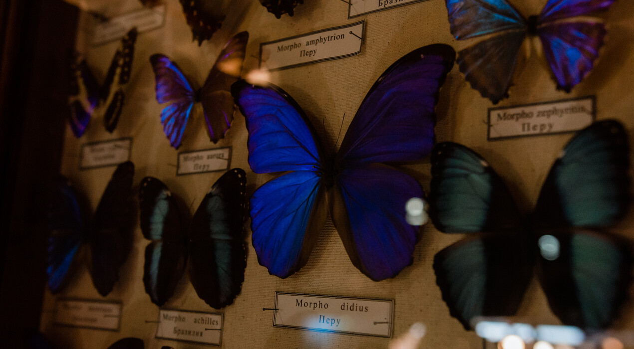 НЕМО - Дельфинарий - Одесса - 9 Фото 9 - НЕМО - Дельфинарий - Одесса