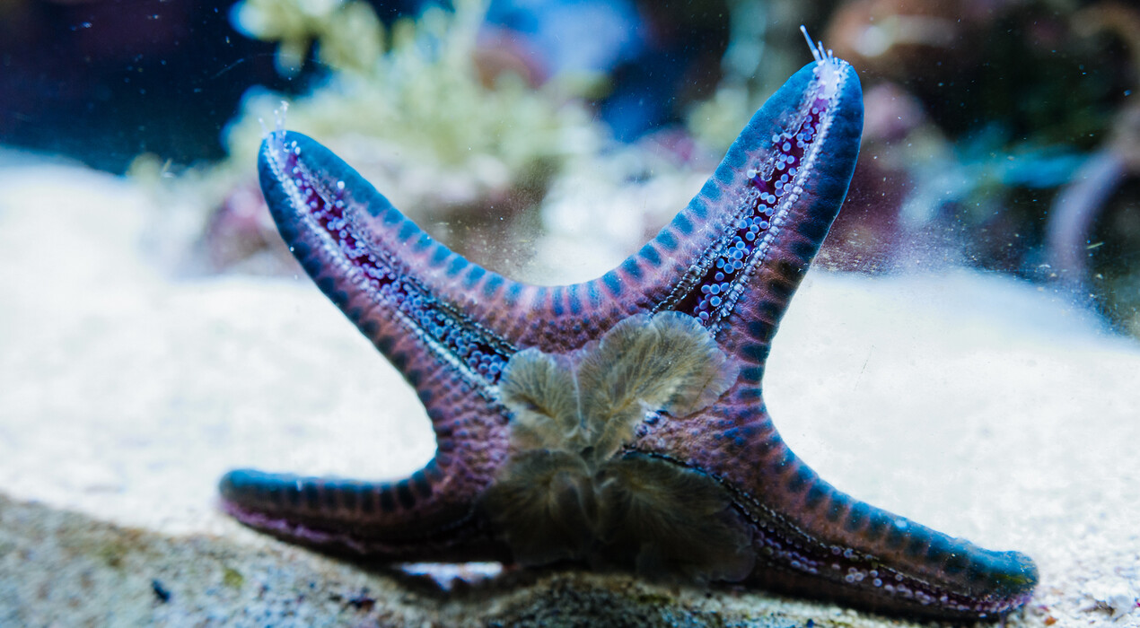 НЕМО - Дельфинарий - Одесса - 10 Фото 10 - НЕМО - Дельфинарий - Одесса