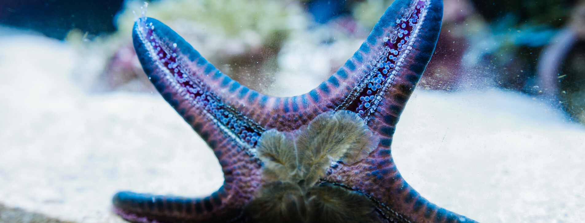 Океанариум для двоих в Одессе - 11 Фото 11 - Океанариум для двоих