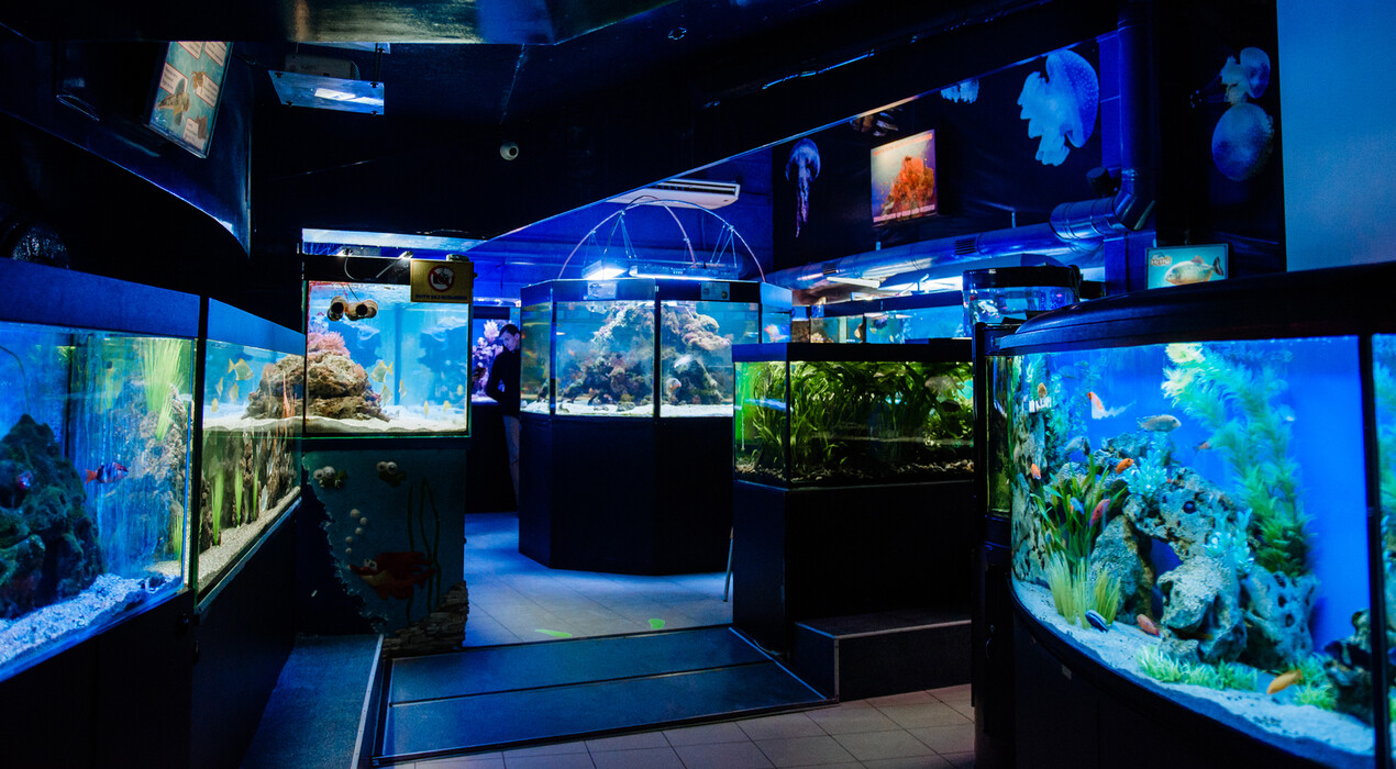 НЕМО - Дельфинарий - Одесса - 1 Фото 1 - НЕМО - Дельфинарий - Одесса