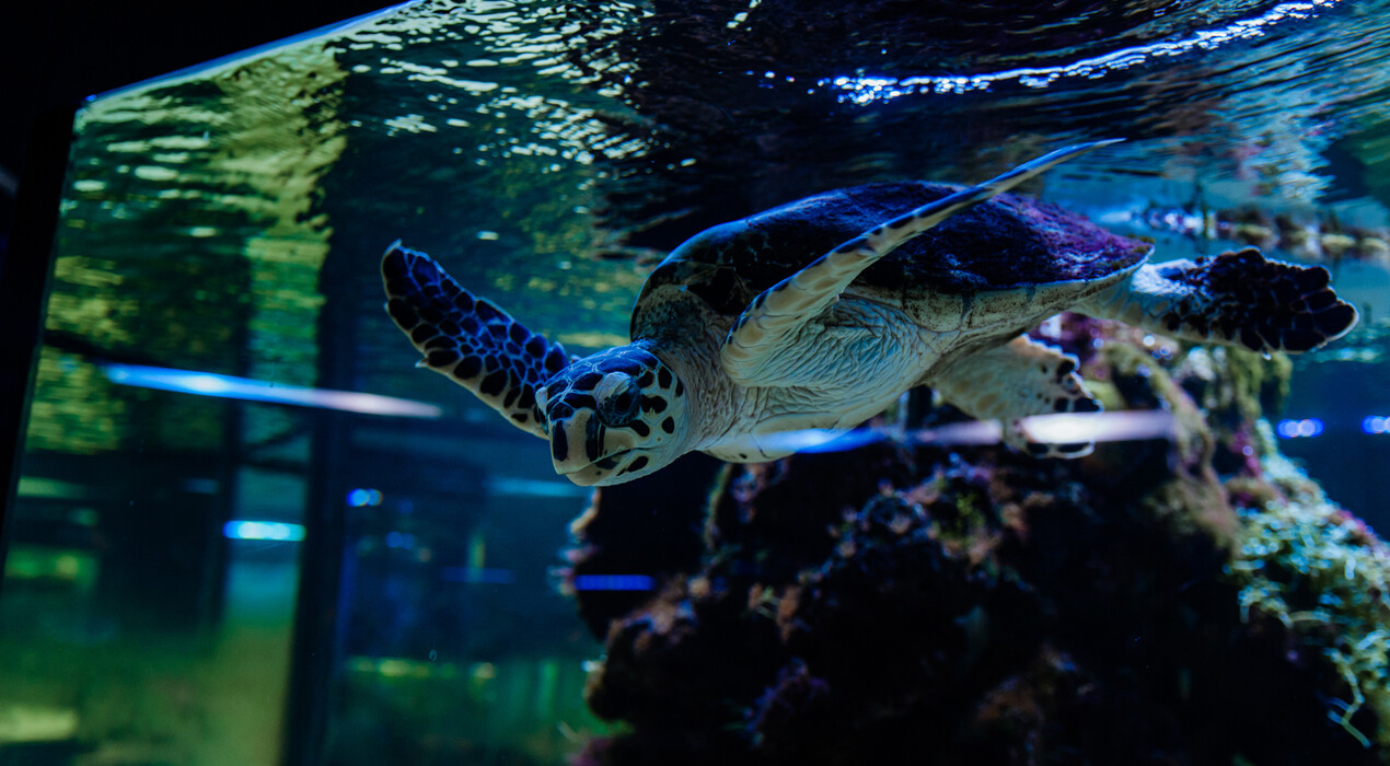 НЕМО - Дельфинарий - Одесса - 5 Фото 5 - НЕМО - Дельфинарий - Одесса