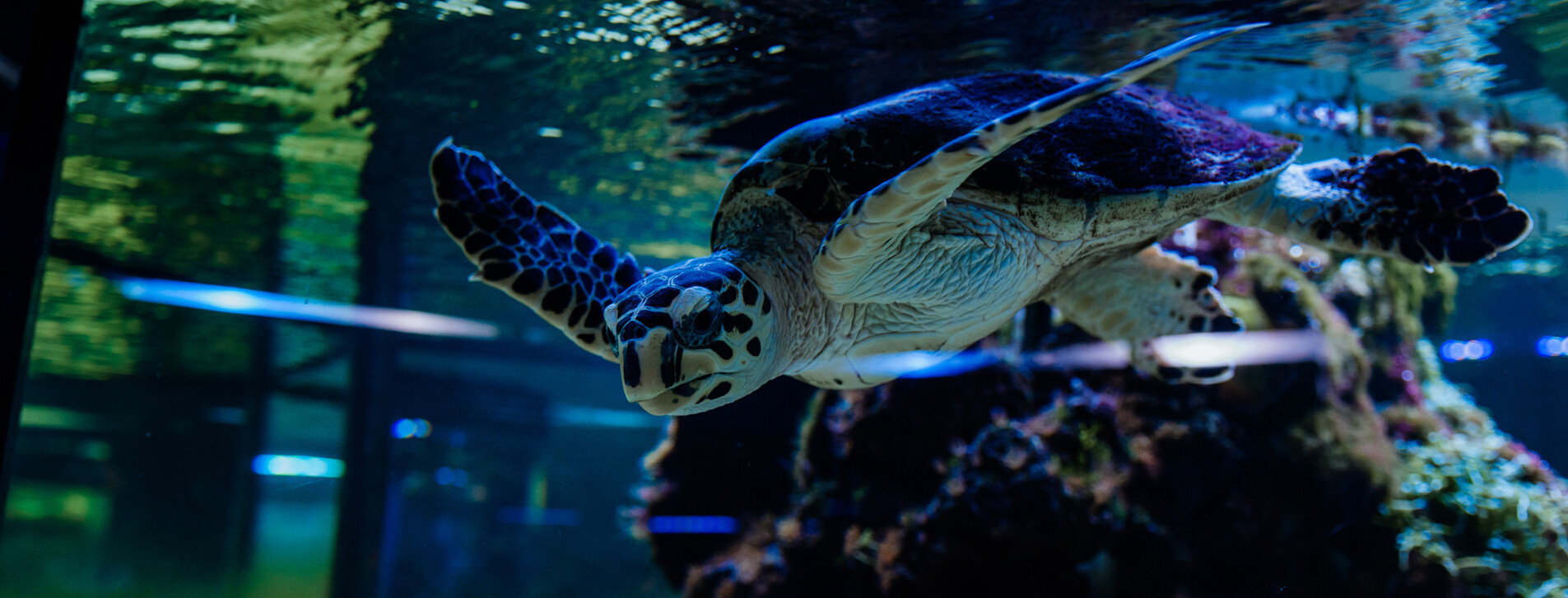 Океанариум для двоих в Одессе - 6 Фото 6 - Океанариум для двоих