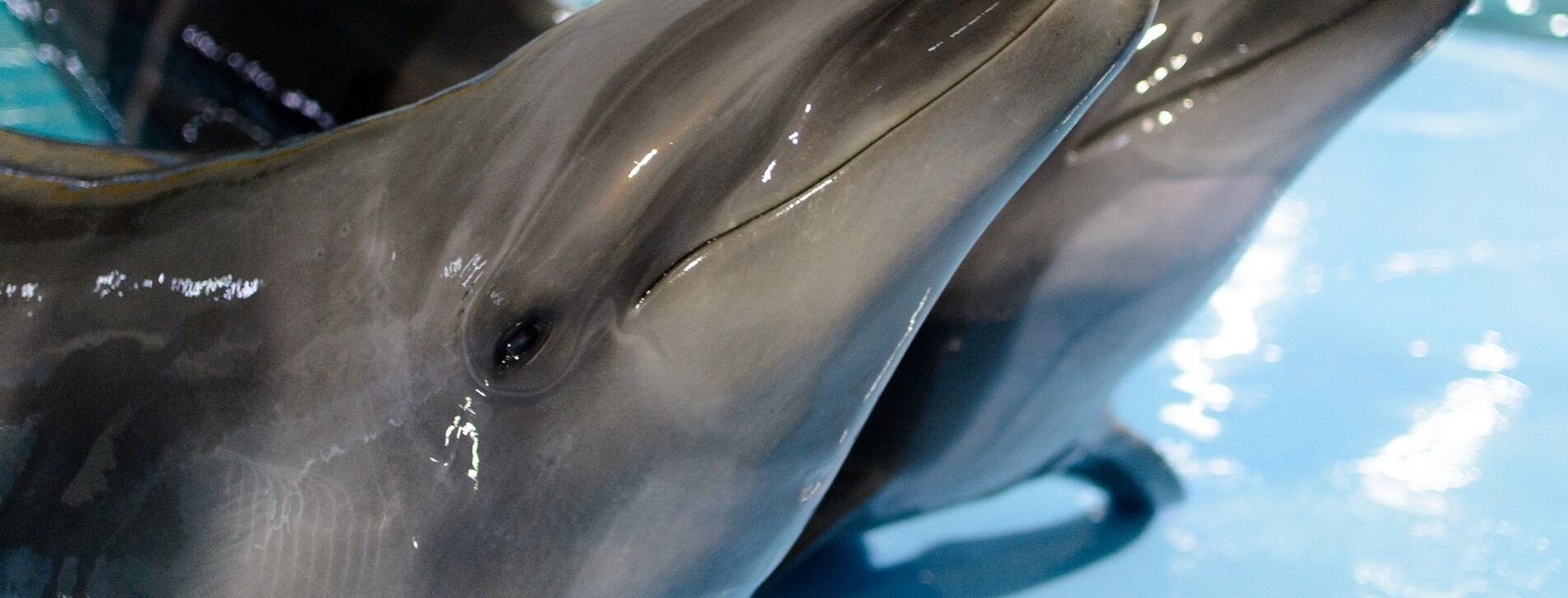 Дельфинарий НЕМО в Харькове - 2 Фото 2 - Дельфинарий НЕМО