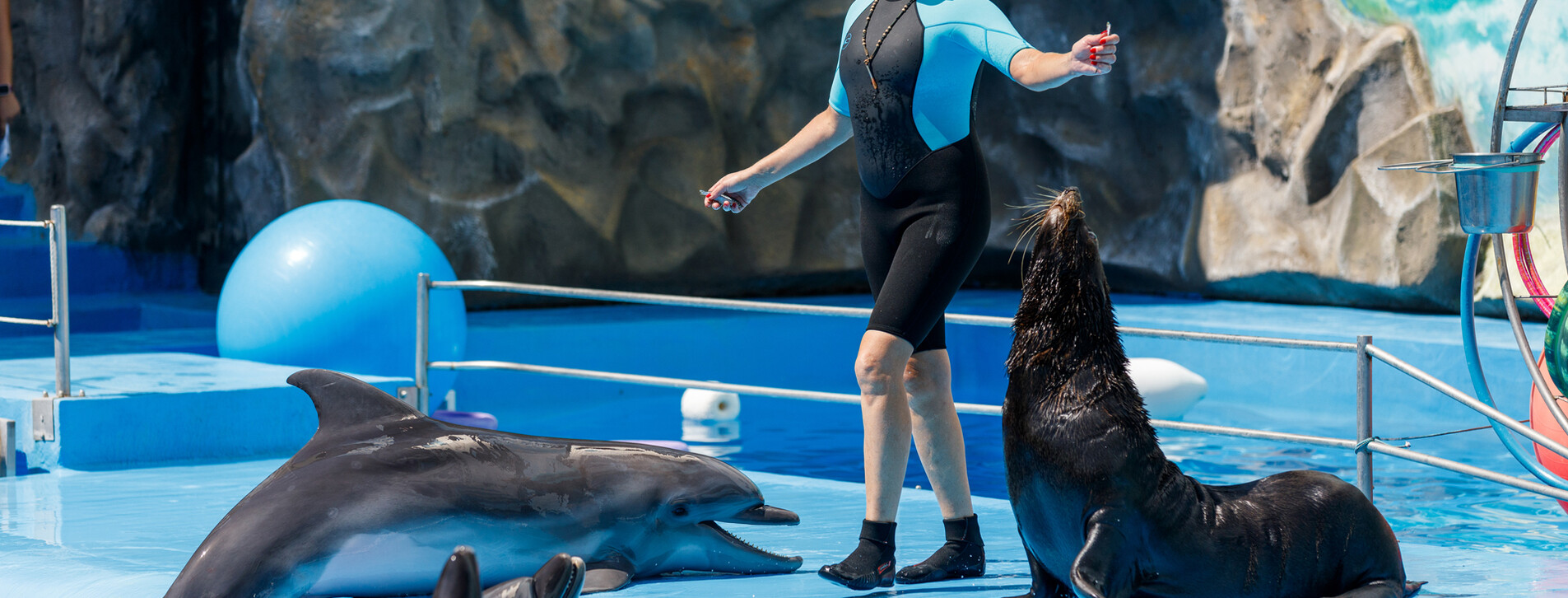 Дельфинарий НЕМО для двоих в Харькове - 9 Фото 9 - Дельфинарий НЕМО для двоих