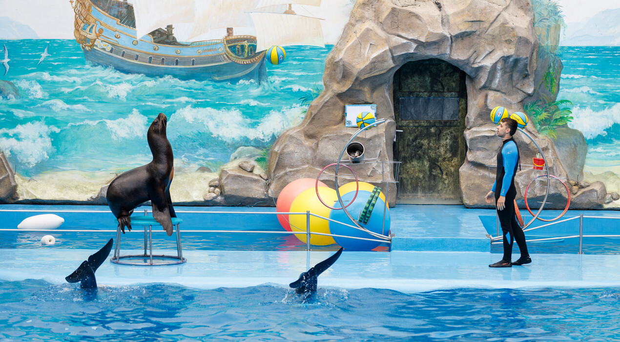 НЕМО - Дельфинарий - Харьков - 6 Фото 6 - НЕМО - Дельфинарий - Харьков